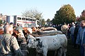 In prà della Antica Fiera di Arsego (2)